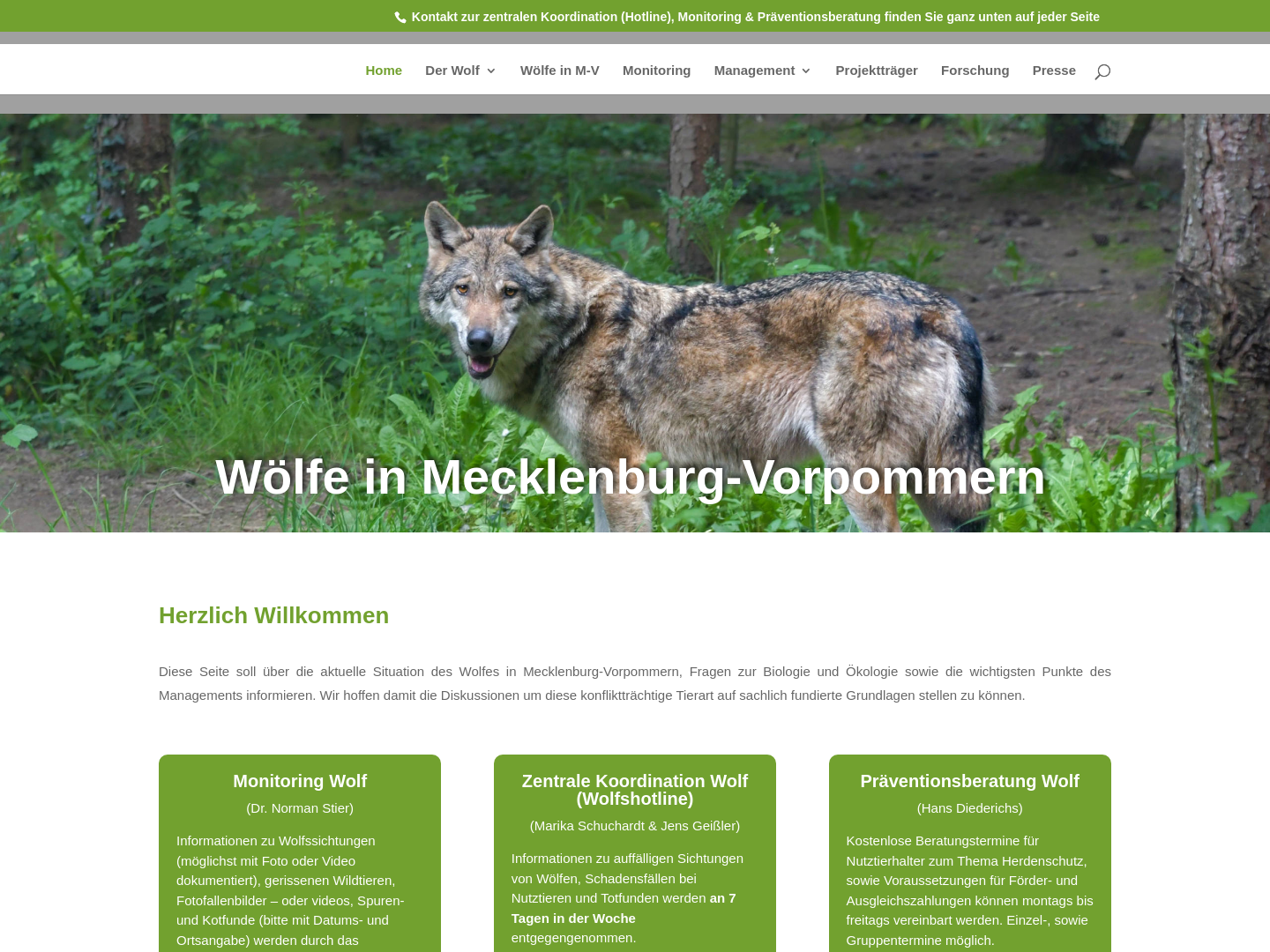 Wölfe in Mecklenburg-Vorpommern