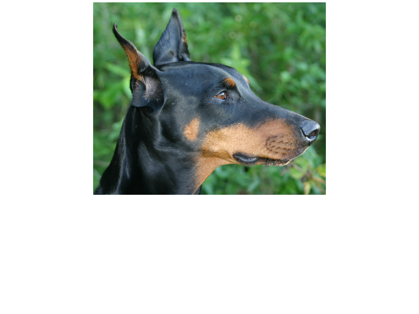 Dobermannhilfe