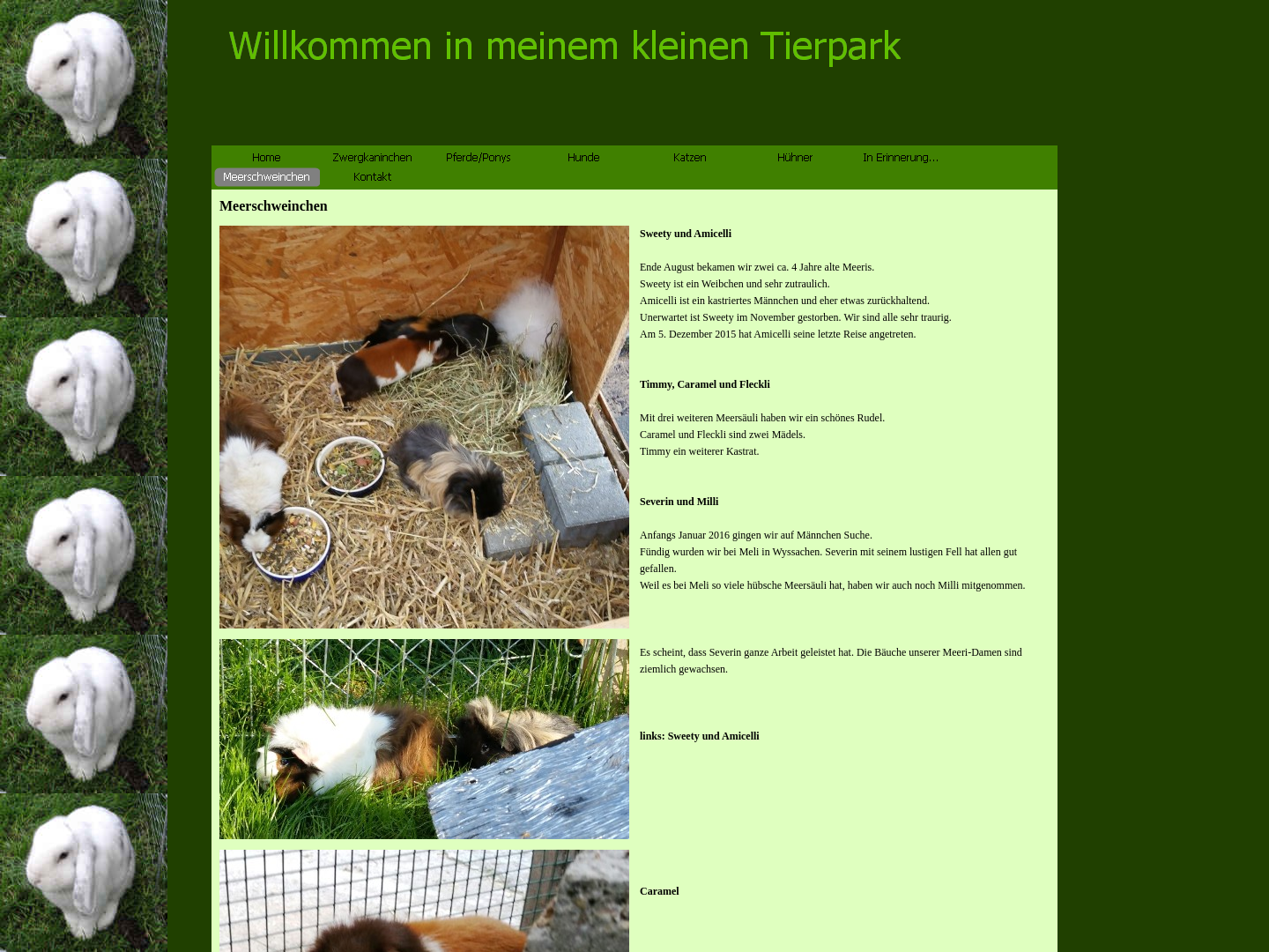 Rahel's Meerschweinchen