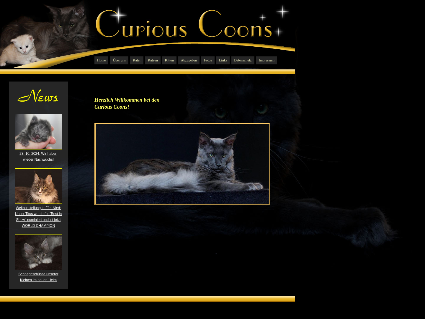 Maine Coons of Curious Coons