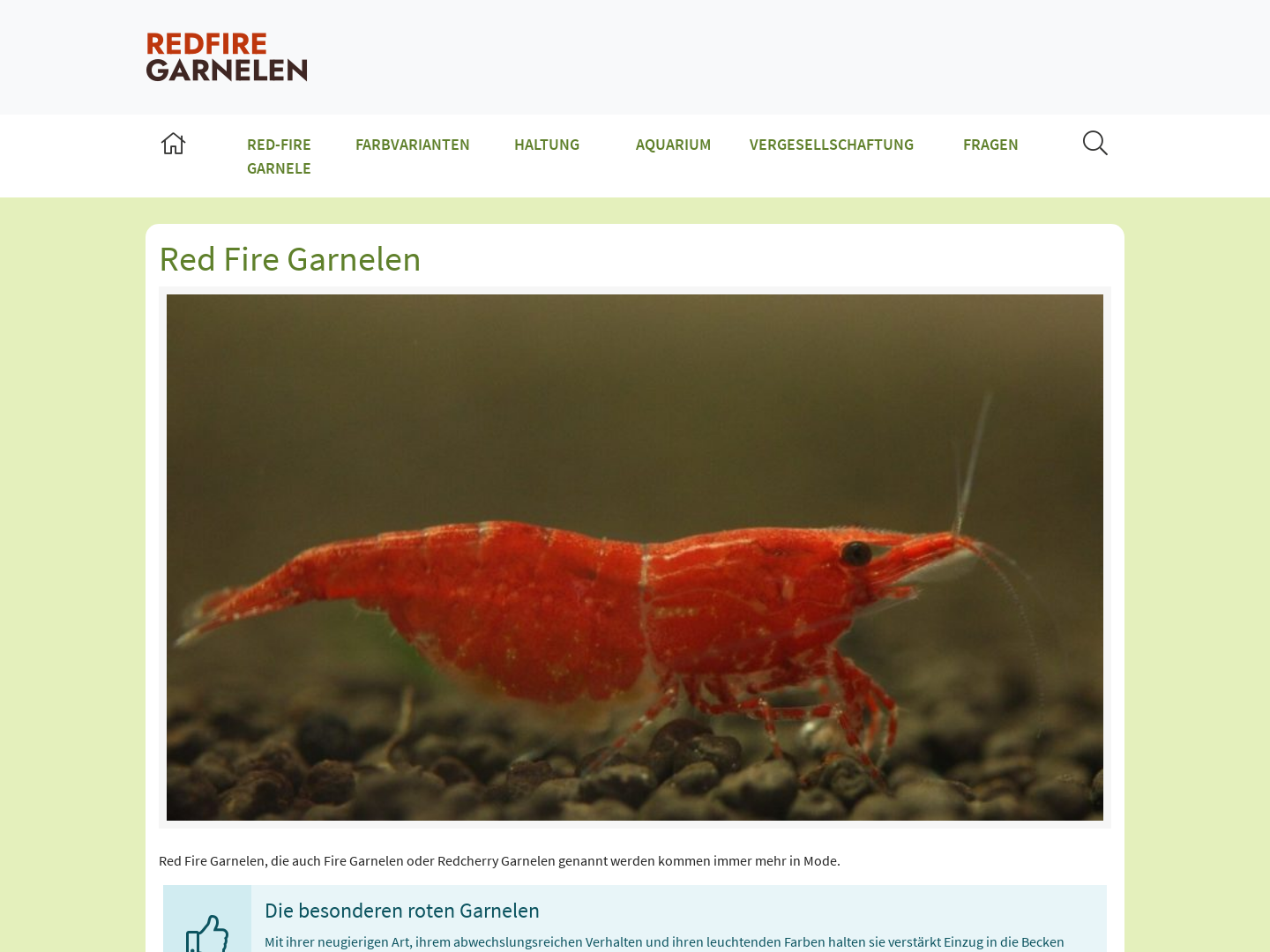 Redfire Garnelen