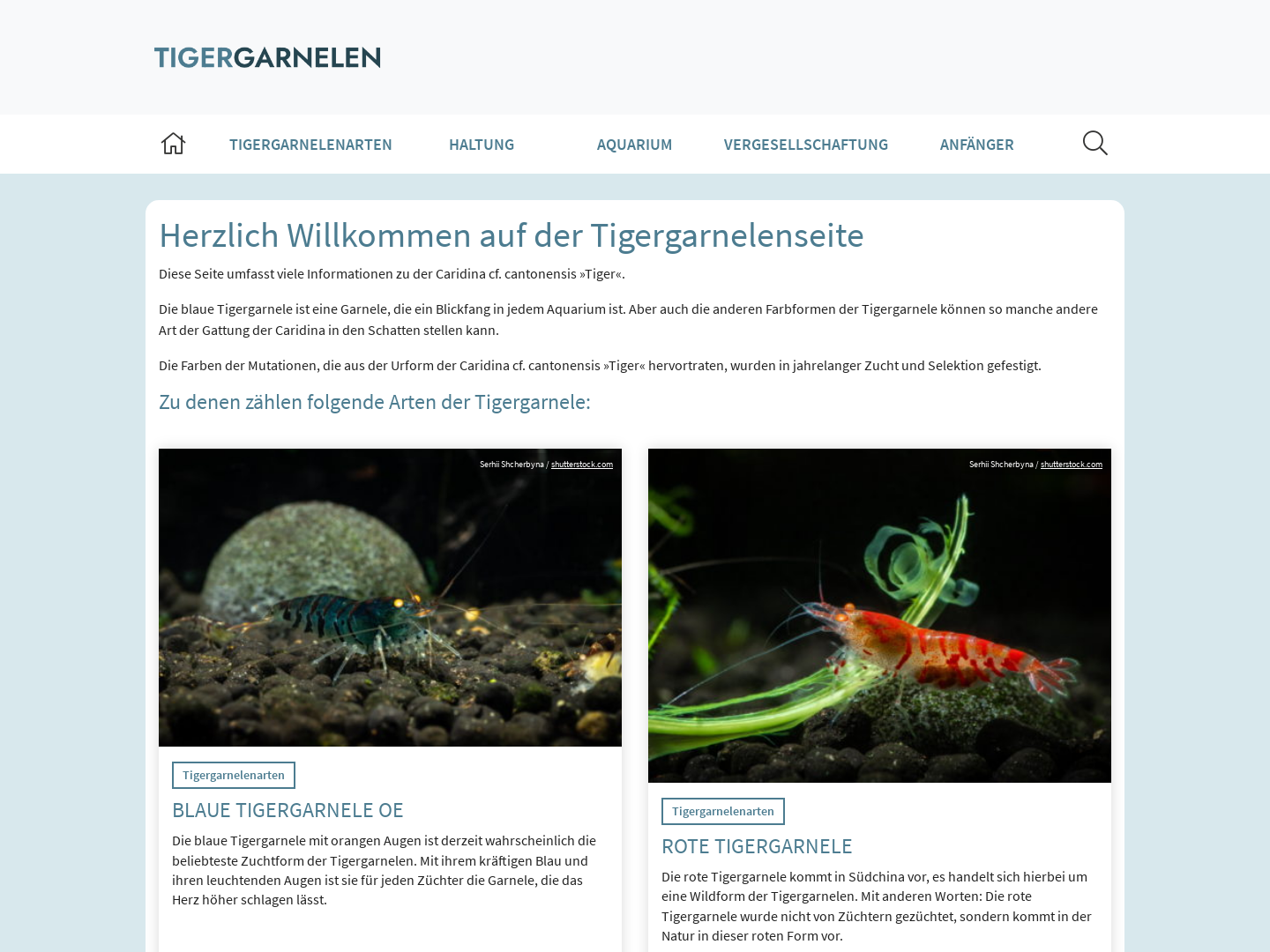Rote, schwarze und blaue Tigergarnele und deren Haltung