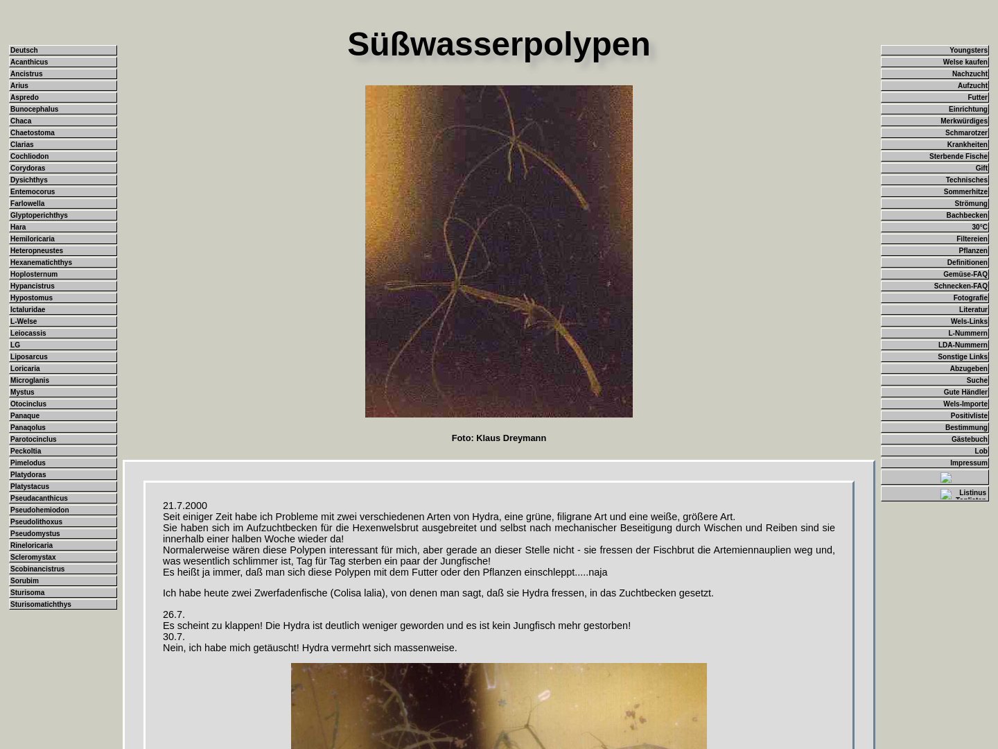 Süßwasserpolypen (Hydra)
